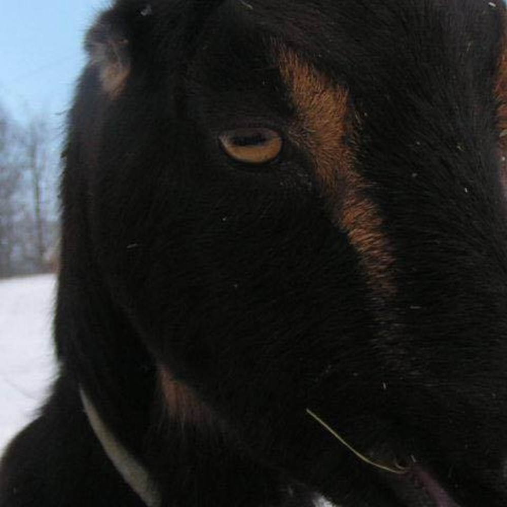 Meet your Posher, Vickie